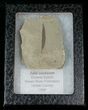 Fossil Willow Leaf - Green River Formation #16300-2